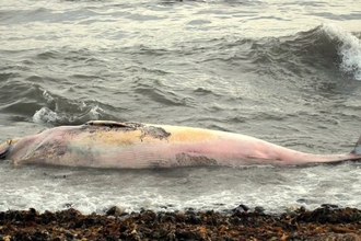 Dead marine megafauna strandings