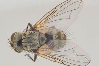 Cyzenis albicans fly