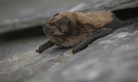 Leislers Bat emerging between roof slates