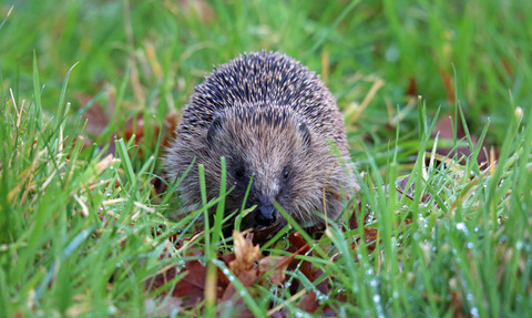 A Hedgehog in the centre of the frame sits in grass looking directly at the camera.