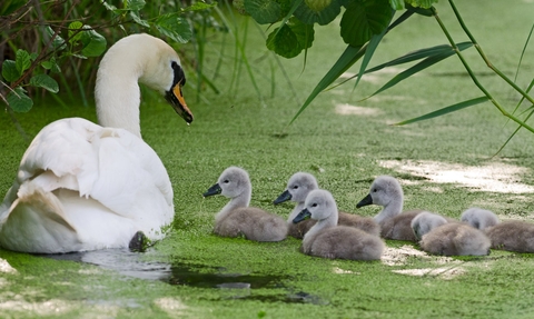 Swan with signets