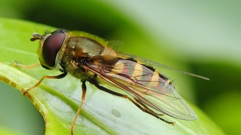 Yellow and black Hoverfly on leaf