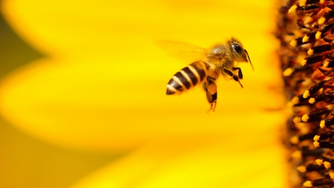 A bee flying into a flower. 