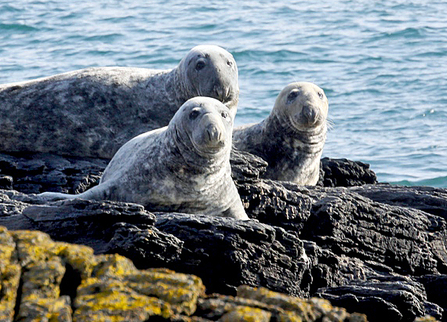 Grey seals