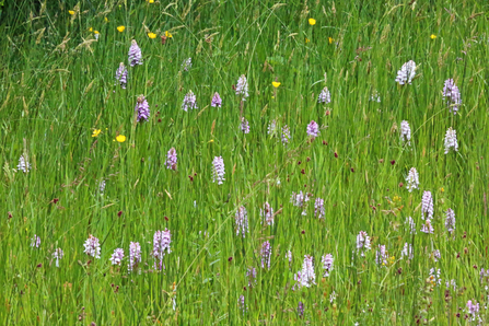 Orchids at Close Sartfield