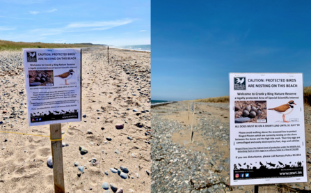 Ringed Plover signage 