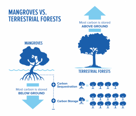 mangrove carbon