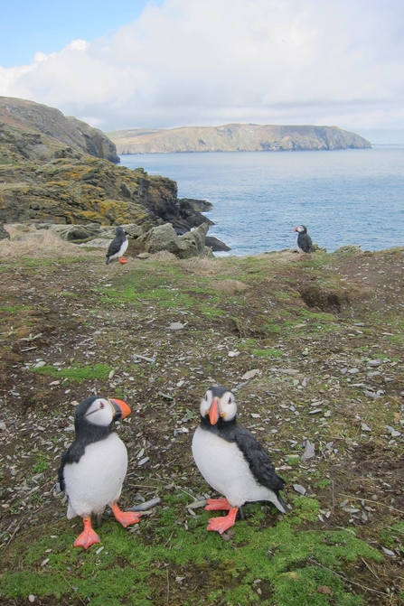 Puffin decoys on the Calf  of Man