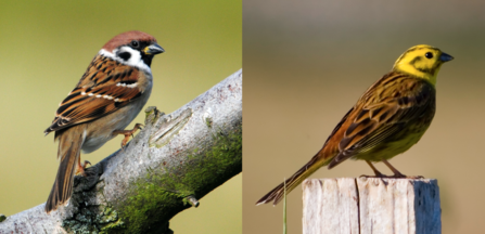 Tree sparrow and Yellow Hammer