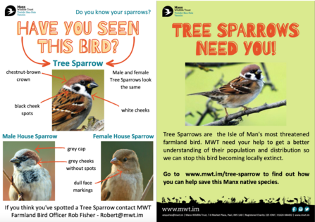 A leaflet showing the differences between a house sparrow and tree sparrow
