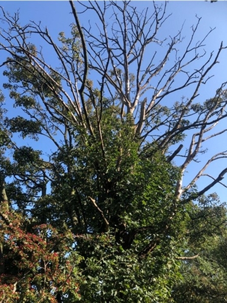 A Sycamore regrowing after serious fungal attack 