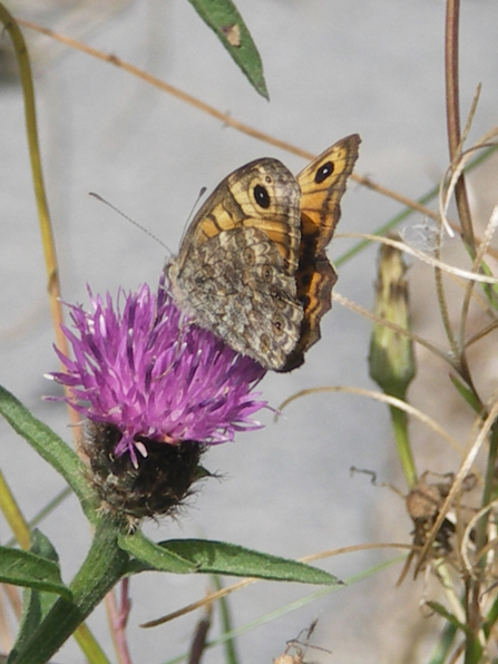 Wall brown butterfly feeding on Knapweed 