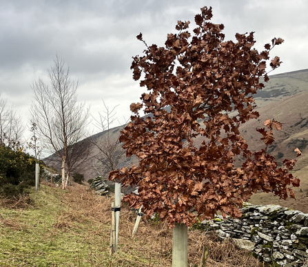 Oak tree planted in Glen Aldyn