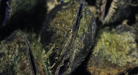 freshwater pearl mussel