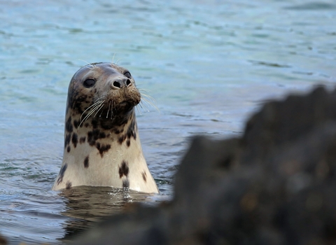 Seal at the Calf