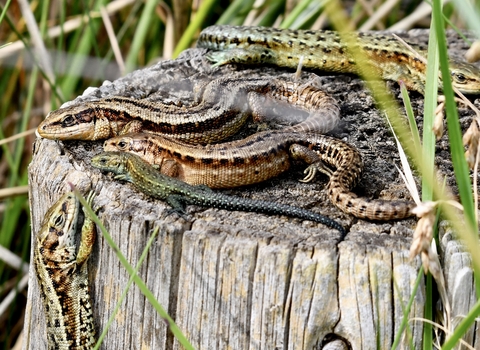 5 Common Lizards warming themselves in the sun sitting on top of a wooden post.