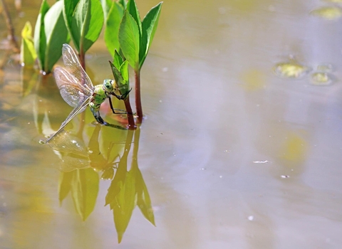 A blue and green Emperor Dragonfly sits on the stem of a Bog bean plant with its tail submerged in the water as it lays eggs in the pond plant.
