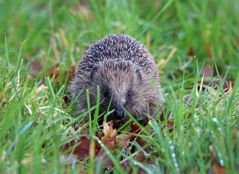 A Hedgehog in the centre of the frame sits in grass looking directly at the camera.