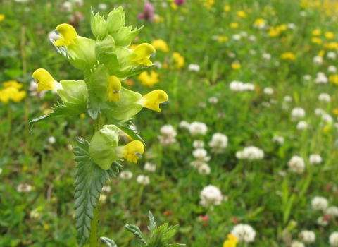 Hay meadow with yellow rattle