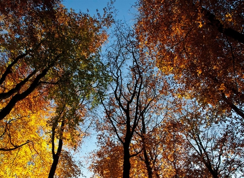 Looking up at autumn trees