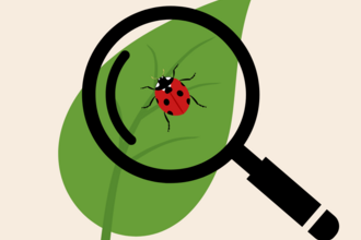 Image shows a magnifying glass over a 7 spot ladybird on a green leaf.