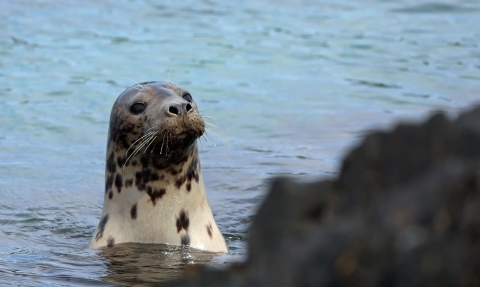 Seal at the Calf