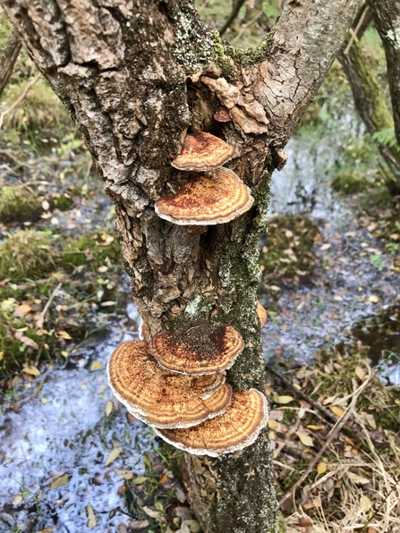Close Sartfield Fungi