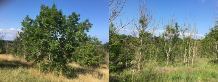 Ash tree comparison
