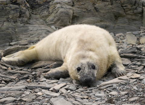 A seal pup on the beach.