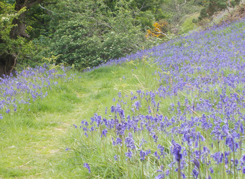 Grassy path with bluebells on either side